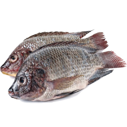 Tilapia Fish (Sato)