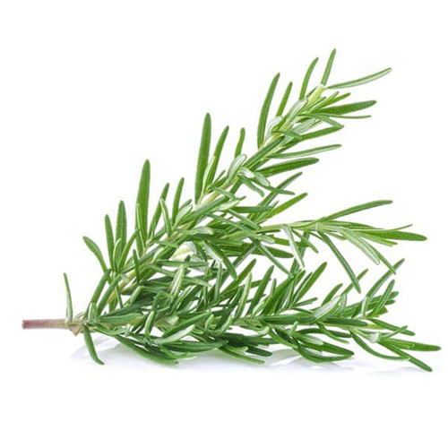 Rosemary